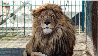 lion