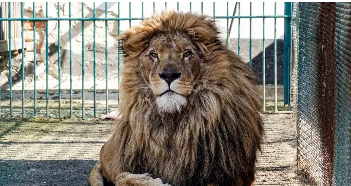 Ex-President Obasanjo's Lion Kill Handler in Ogun 1 lion