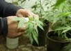 Indian hemp