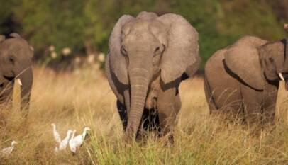 elephants
