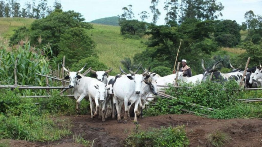 Military Neutralizes Bandits, Recovers 1,000 Stolen Cattle in Taraba State 1 image 27